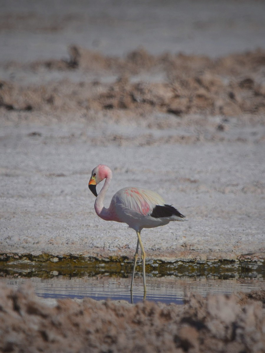 Andean Flamingo - ML612613937