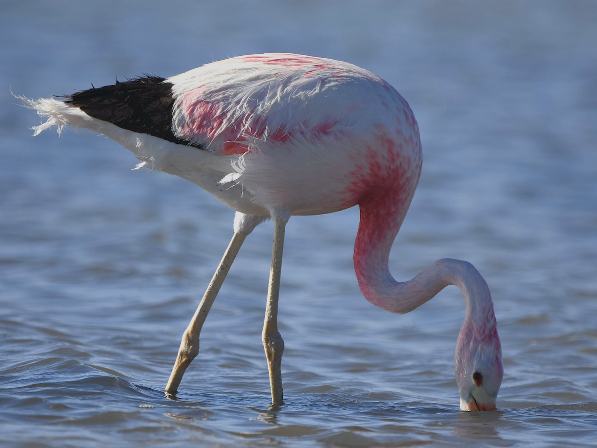And Flamingosu - ML612613940