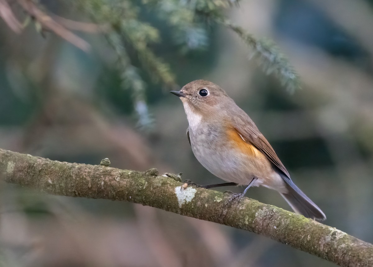 Red-flanked Bluetail - ML612614015