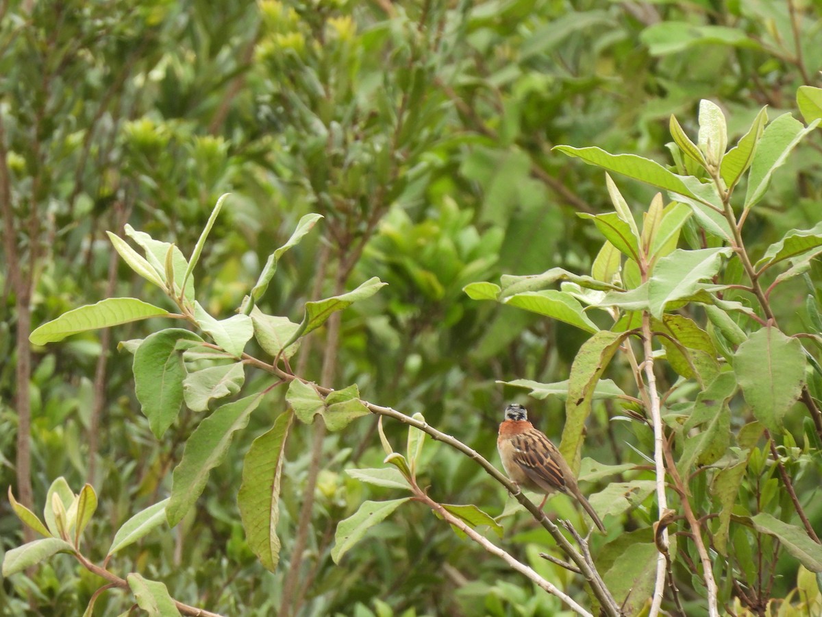 Rufous-collared Sparrow - Bosco Greenhead