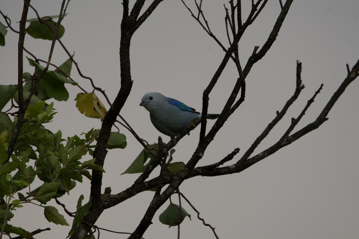 Blue-gray Tanager - ML612614134