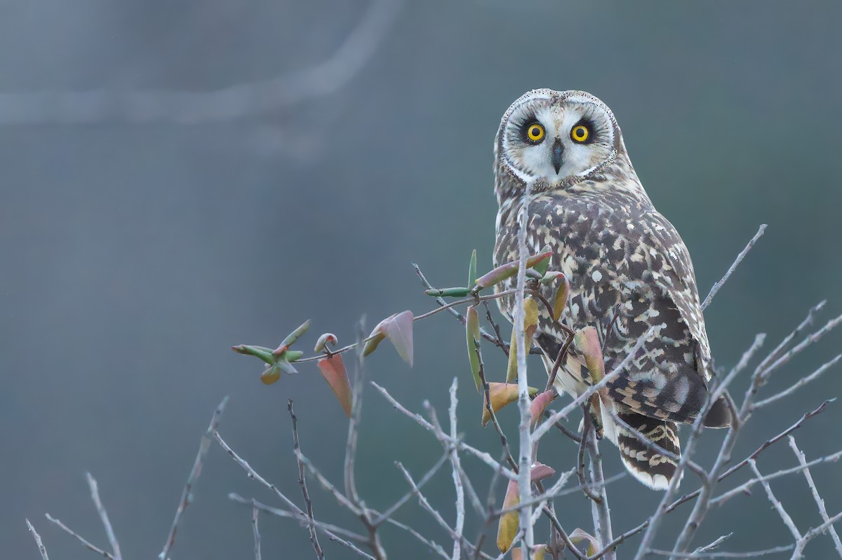 Short-eared Owl - ML612614144