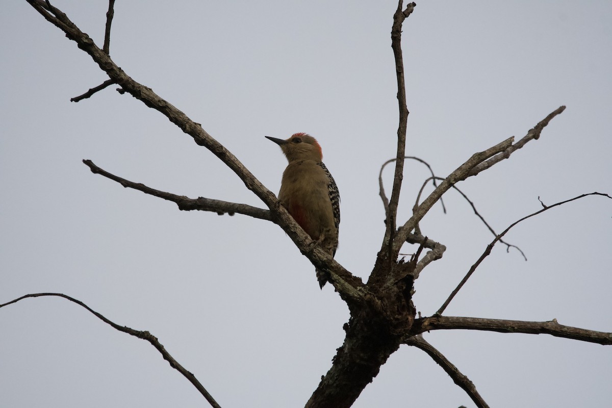 Red-crowned Woodpecker - ML612614230
