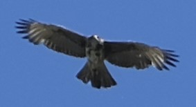 Harris's Hawk (Bay-winged) - ML612614253