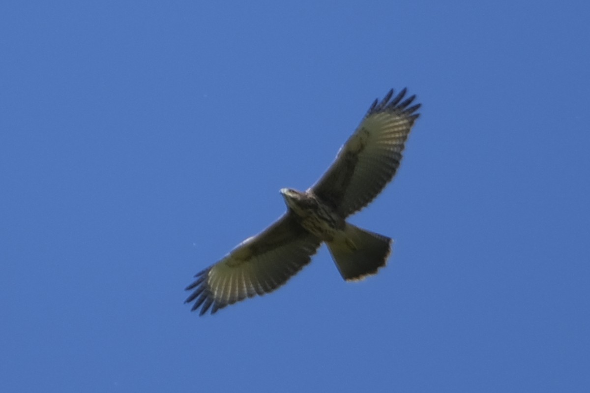 Harris's Hawk (Bay-winged) - ML612614255