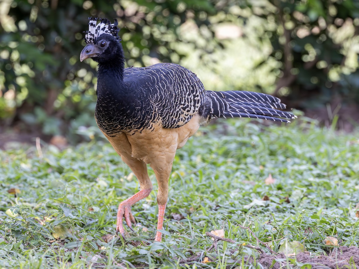 Bare-faced Curassow (Bare-faced) - ML612614379