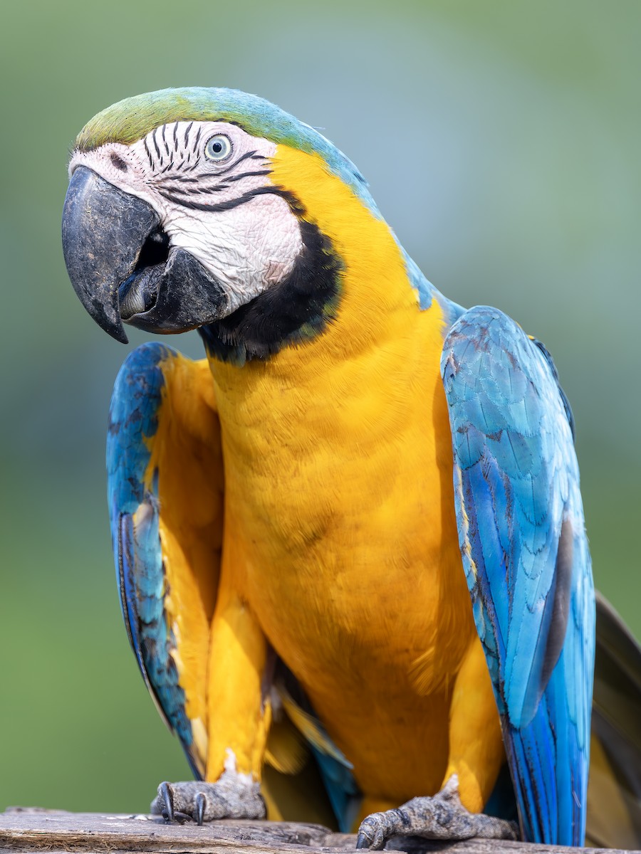 Blue-and-yellow Macaw - ML612614628