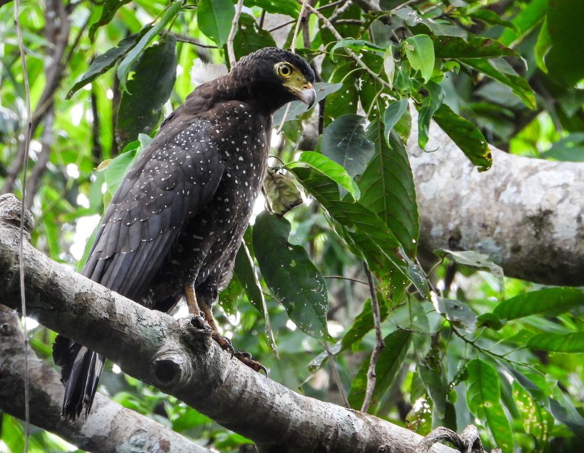 Andaman Serpent-Eagle - ML612614648
