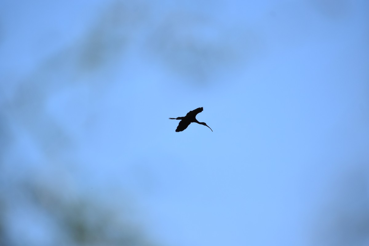 ibis americký - ML612615045