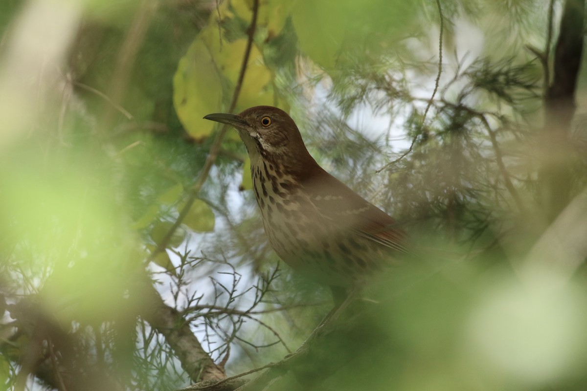 Brown Thrasher - Willy Hutcheson