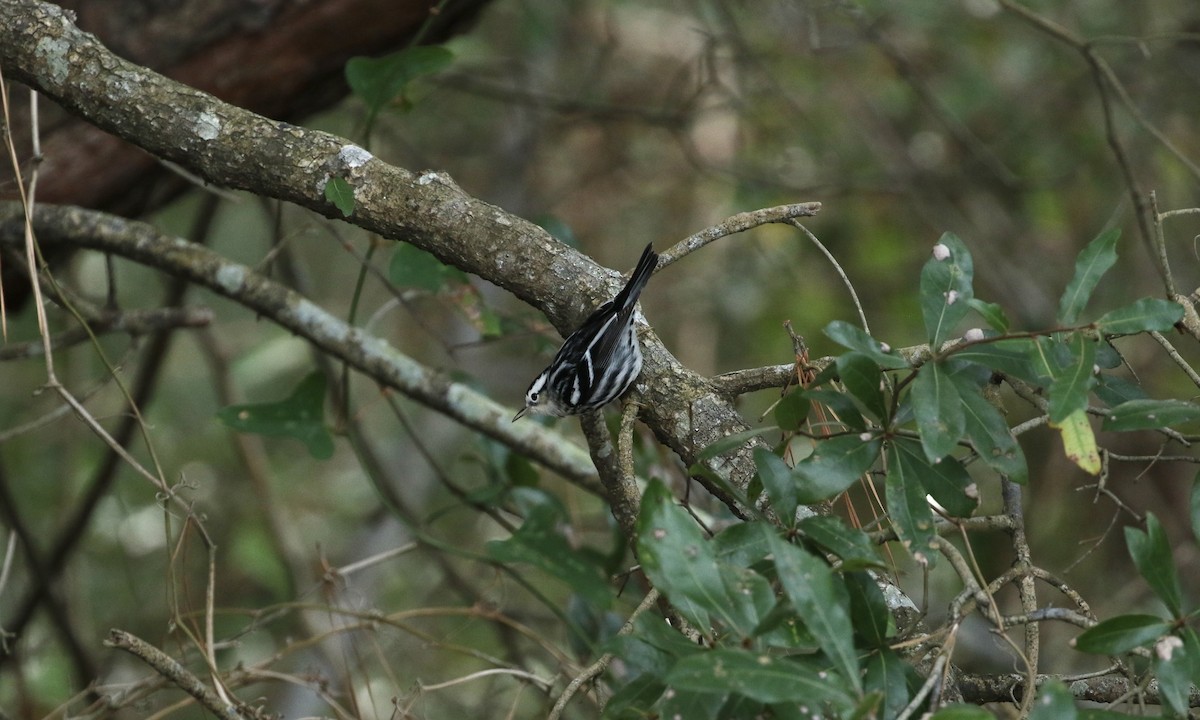 Black-and-white Warbler - ML612615327
