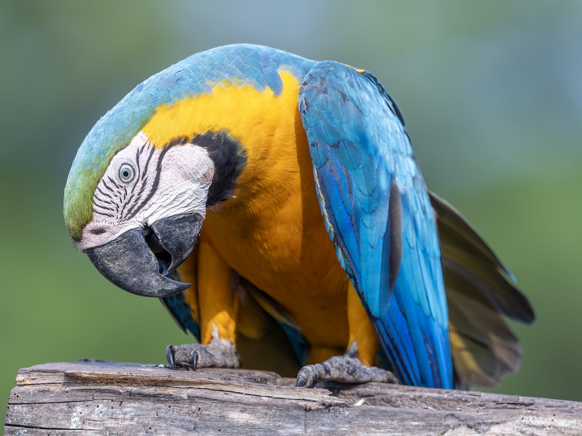 Blue-and-yellow Macaw - ML612615328