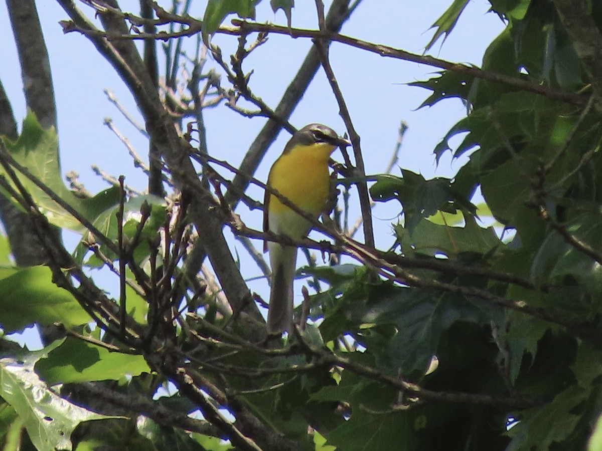 Yellow-breasted Chat (virens) - ML612615372