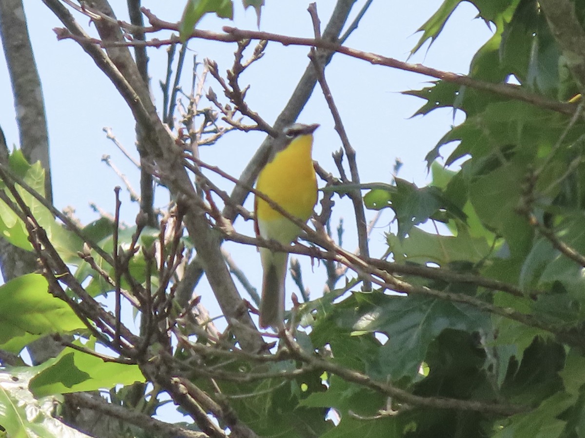 Yellow-breasted Chat (virens) - ML612615373