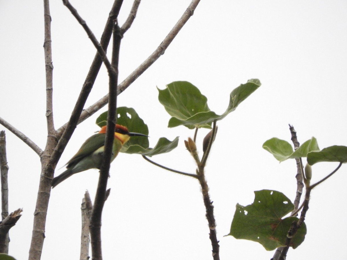 Chestnut-headed Bee-eater - ML612615616
