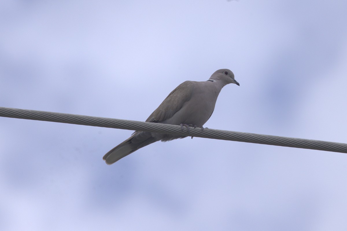 Eurasian Collared-Dove - ML612615738
