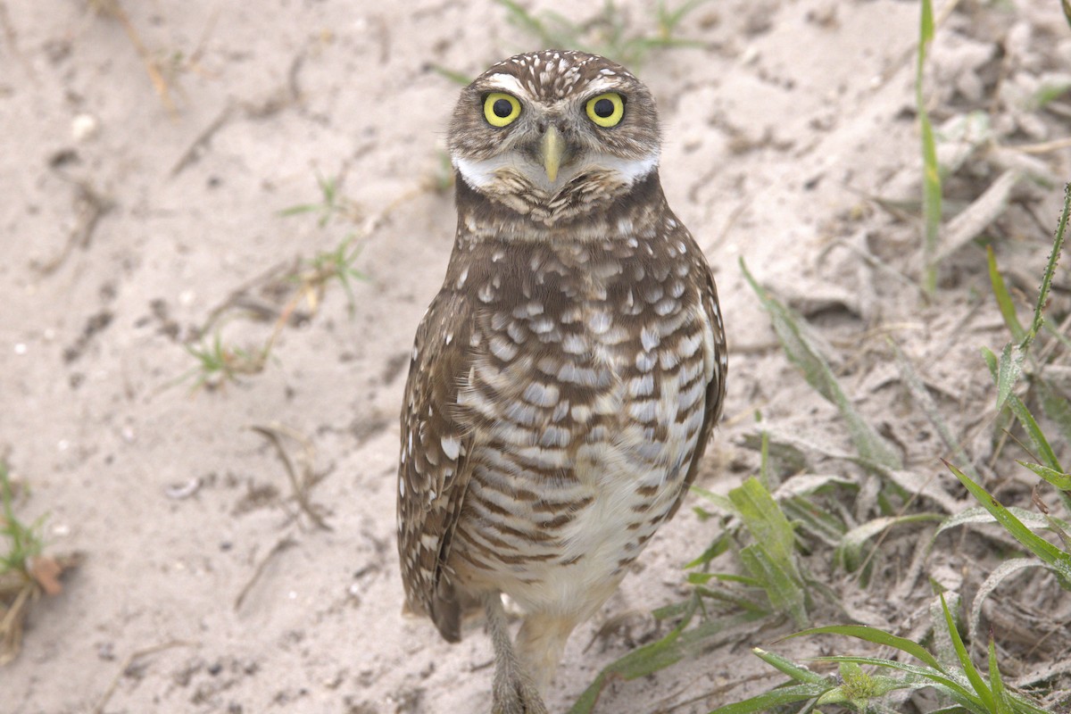 Burrowing Owl - Michael Gallo
