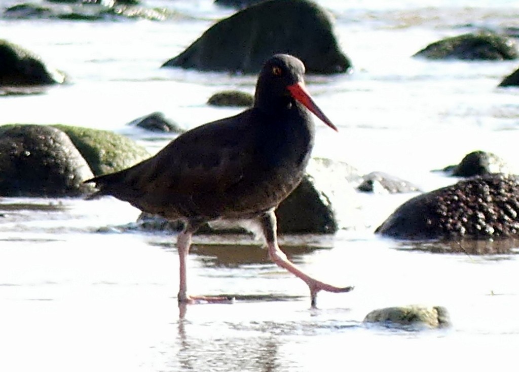 ebird-checklist-24-dec-2023-malibu-lagoon-state-beach-including