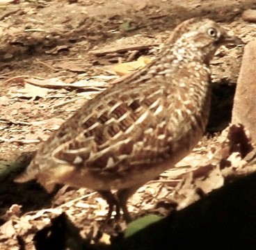 Madagascar Partridge - ML612615946