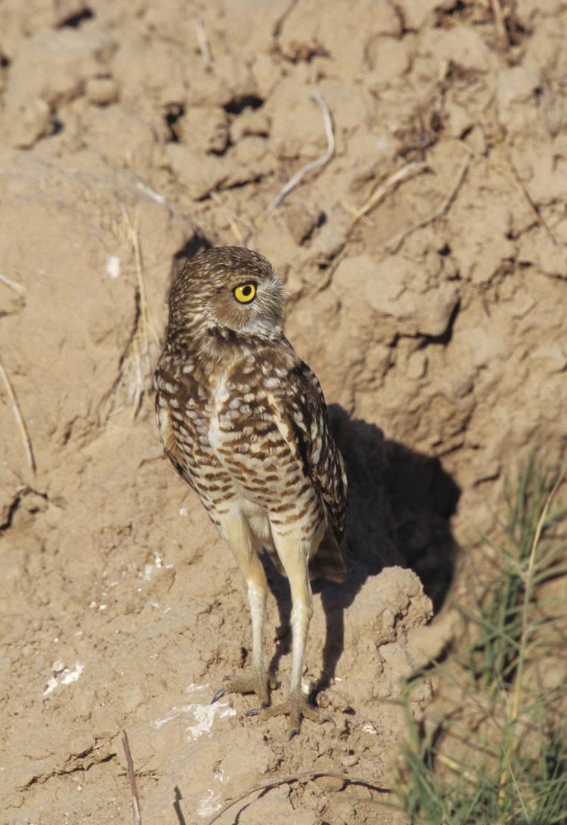 Burrowing Owl - ML612615968