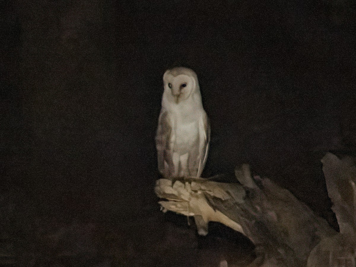 Barn Owl (African) - ML612616209