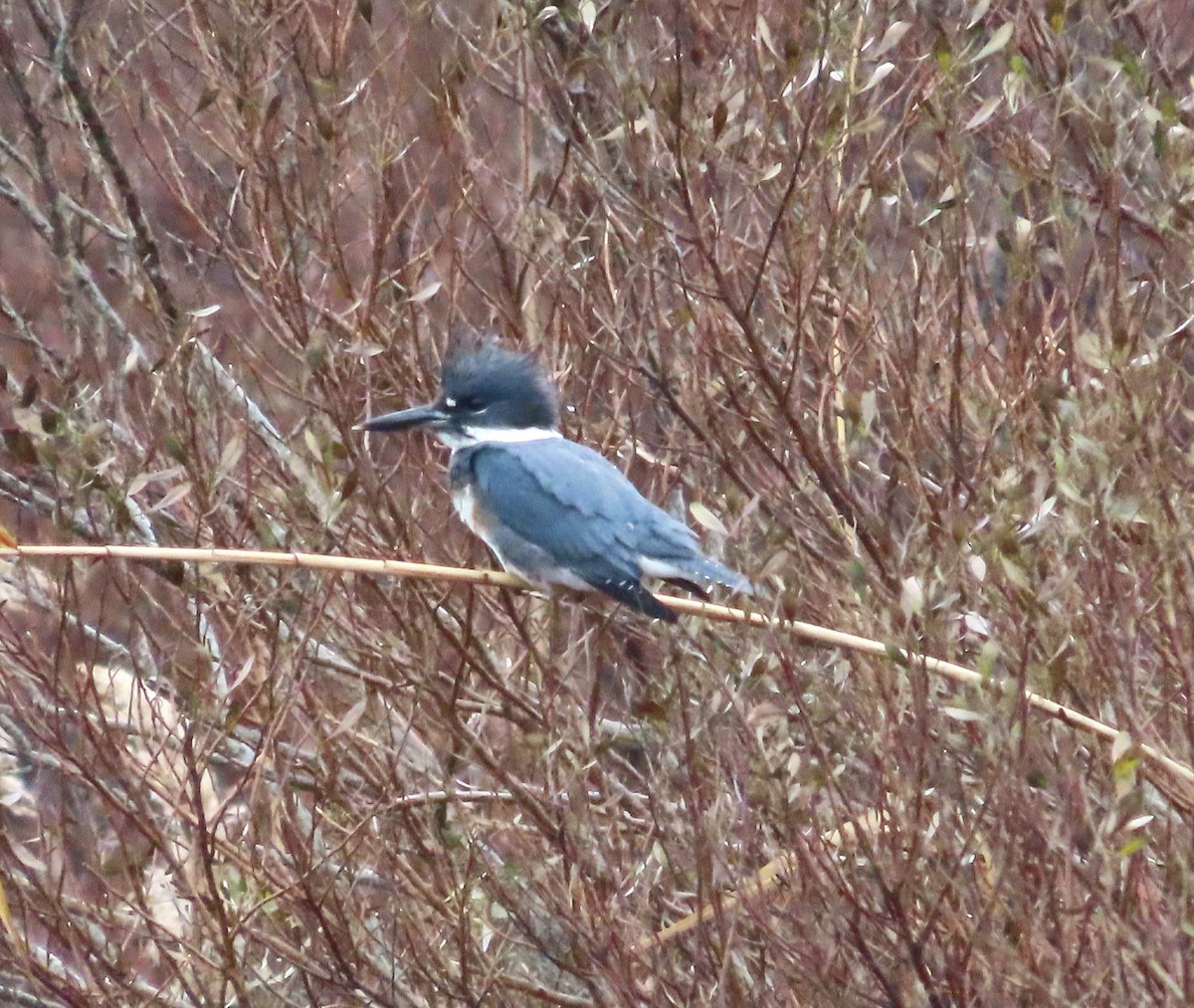 Belted Kingfisher - ML612616463