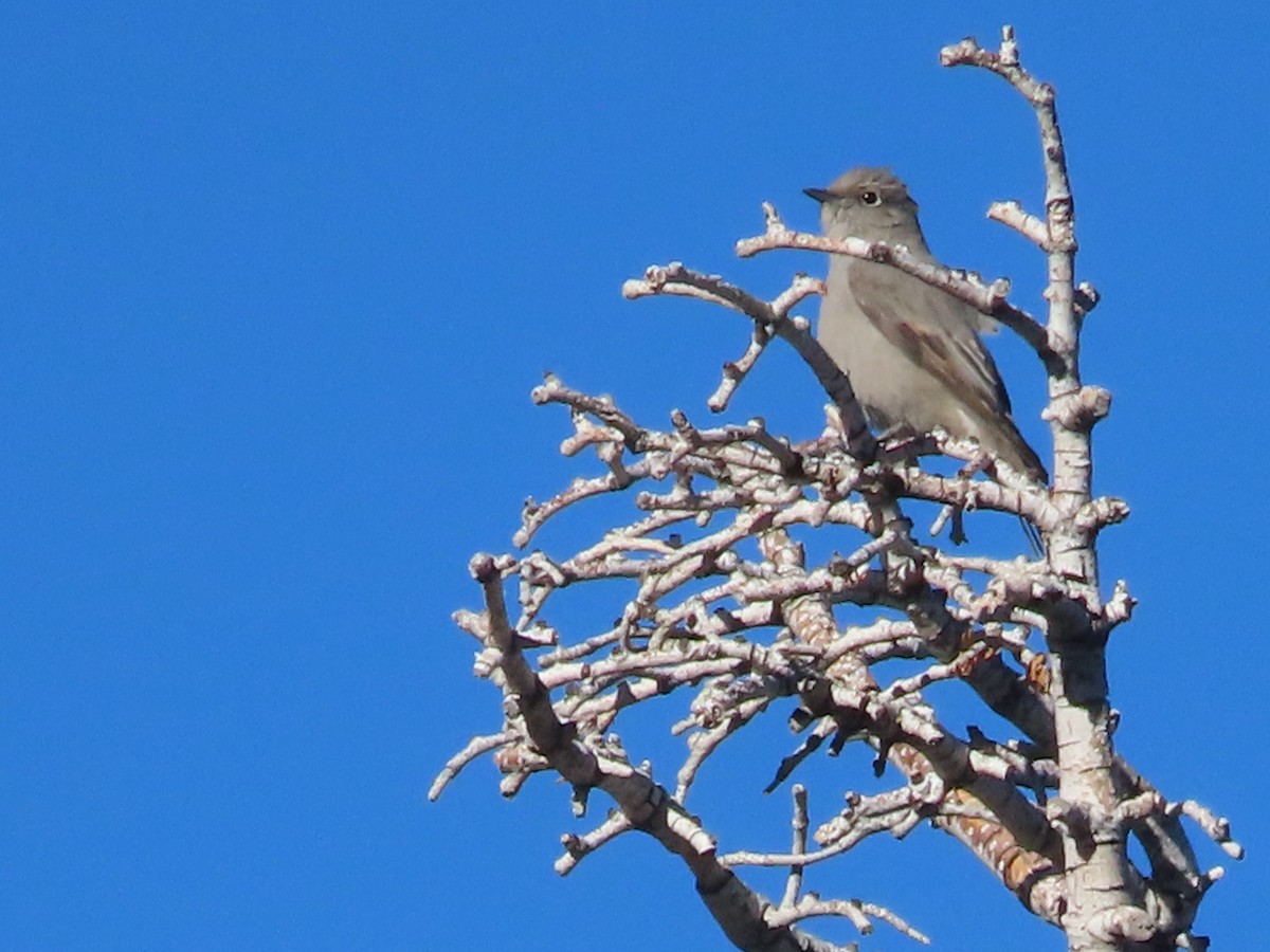 Townsend's Solitaire - ML612616475