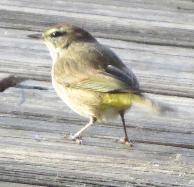 eBird Checklist 22 Dec 2023 Oakland Nature Preserve 5 species (+2