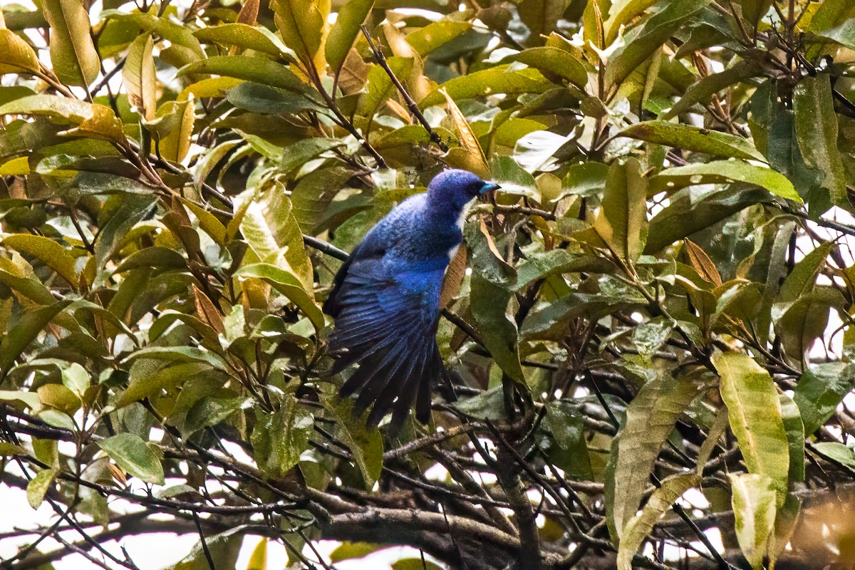 Madagascar Blue Vanga - ML612616485