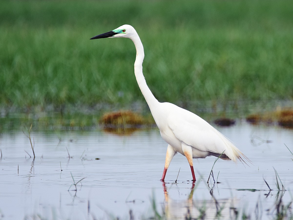 Great Egret - Arup Ghosh