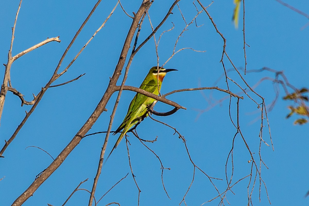 Madagascar Bee-eater - ML612616536