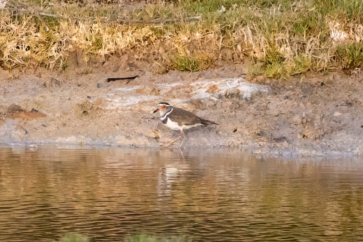 Three-banded Plover (Madagascar) - ML612616872