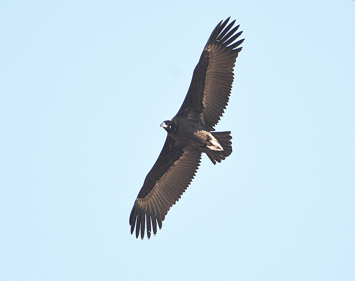 Cinereous Vulture - ML612616884