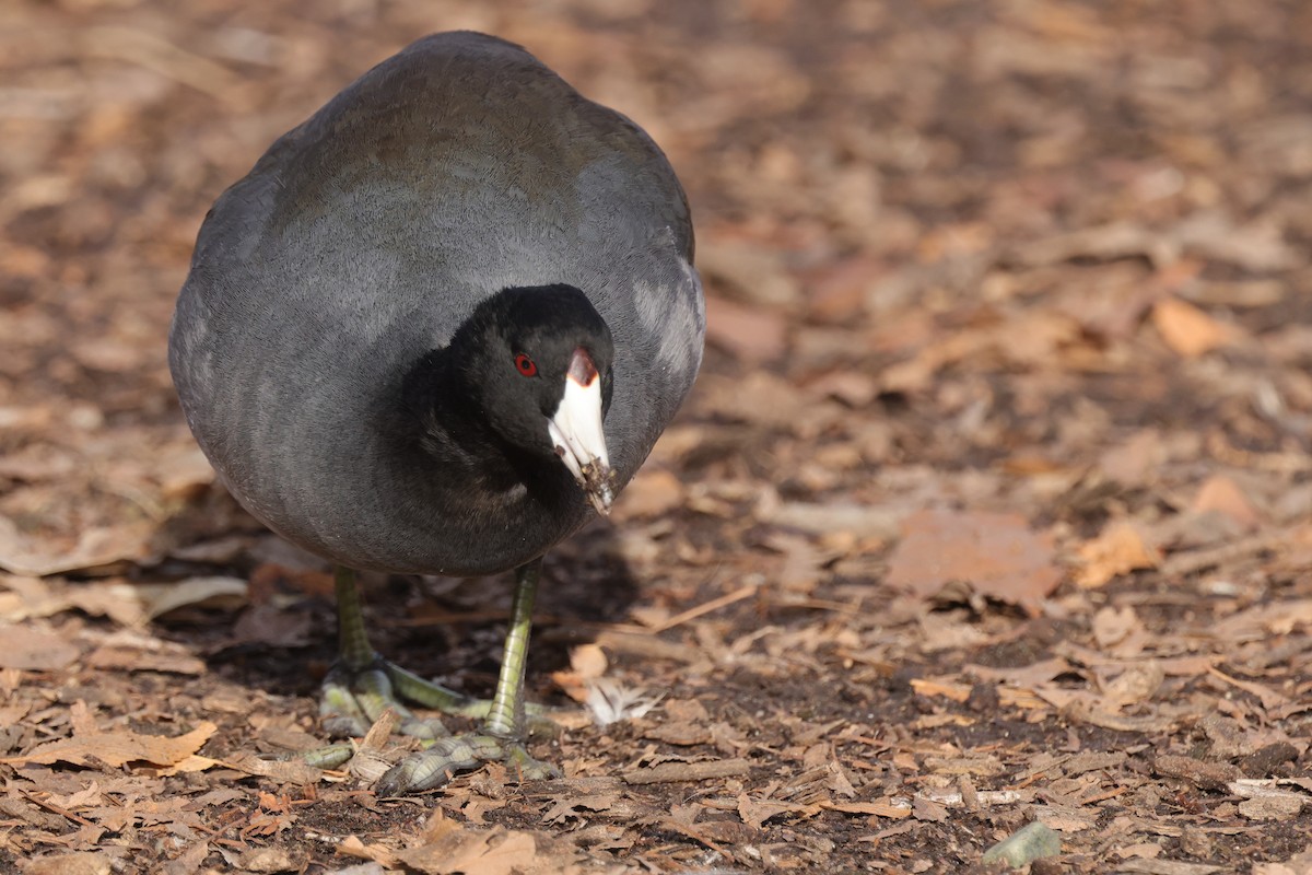 American Coot (Red-shielded) - ML612616900