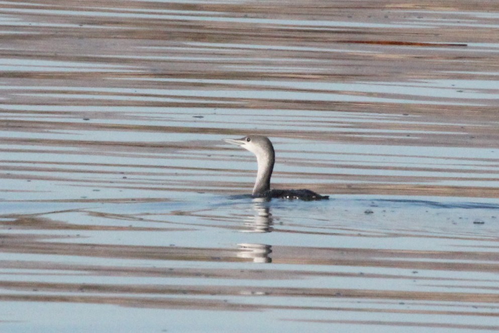 Red-throated Loon - ML612617128