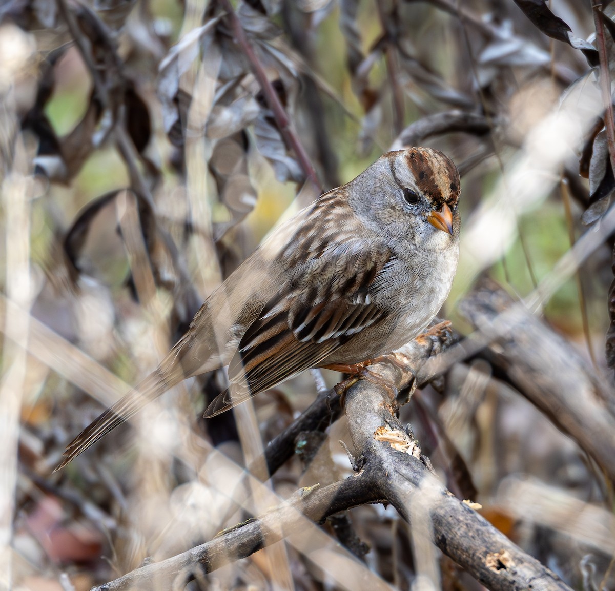 Golden-crowned Sparrow - ML612617133