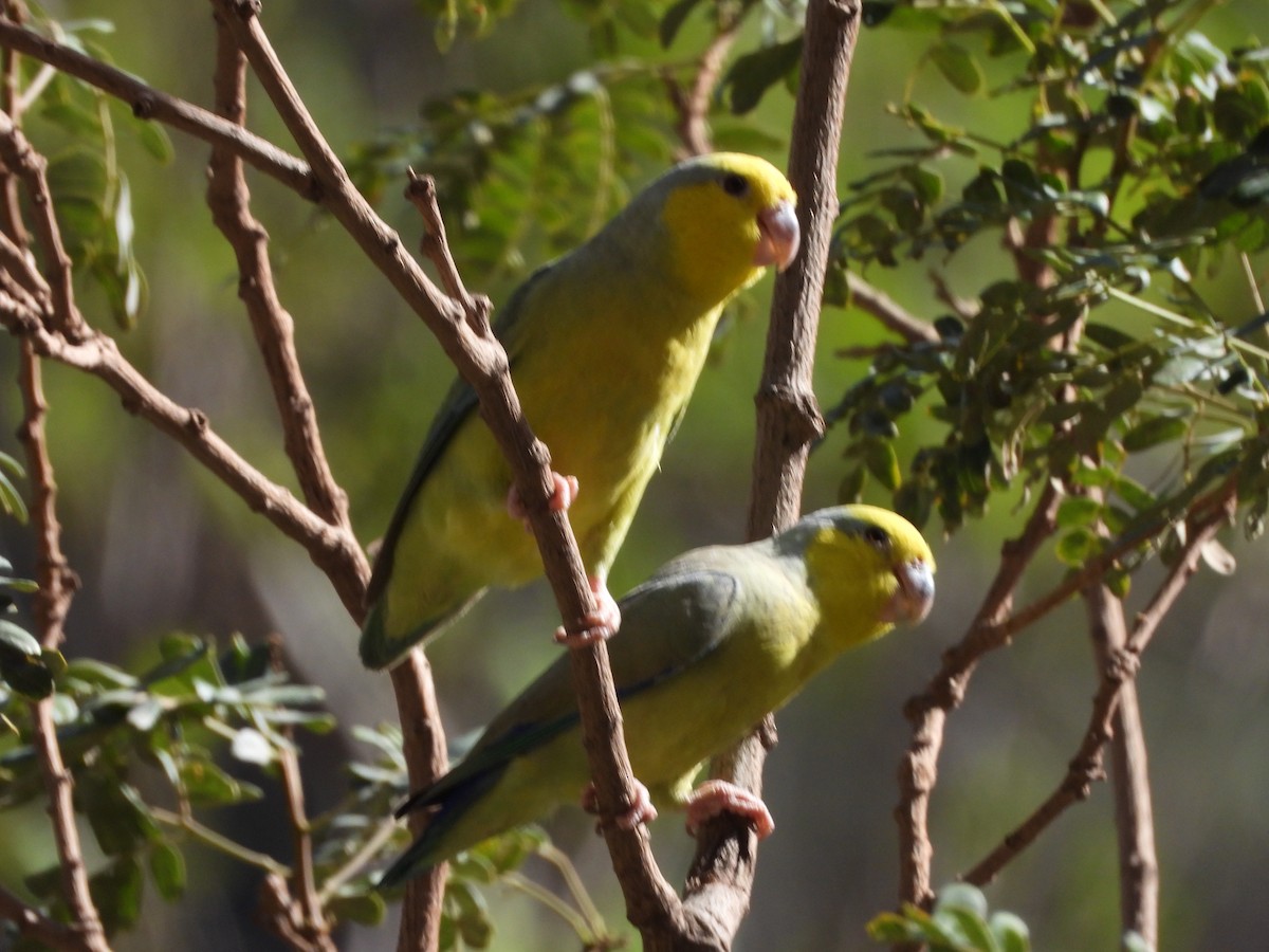Sarı Kulaklı Serçe Papağanı - ML612617147