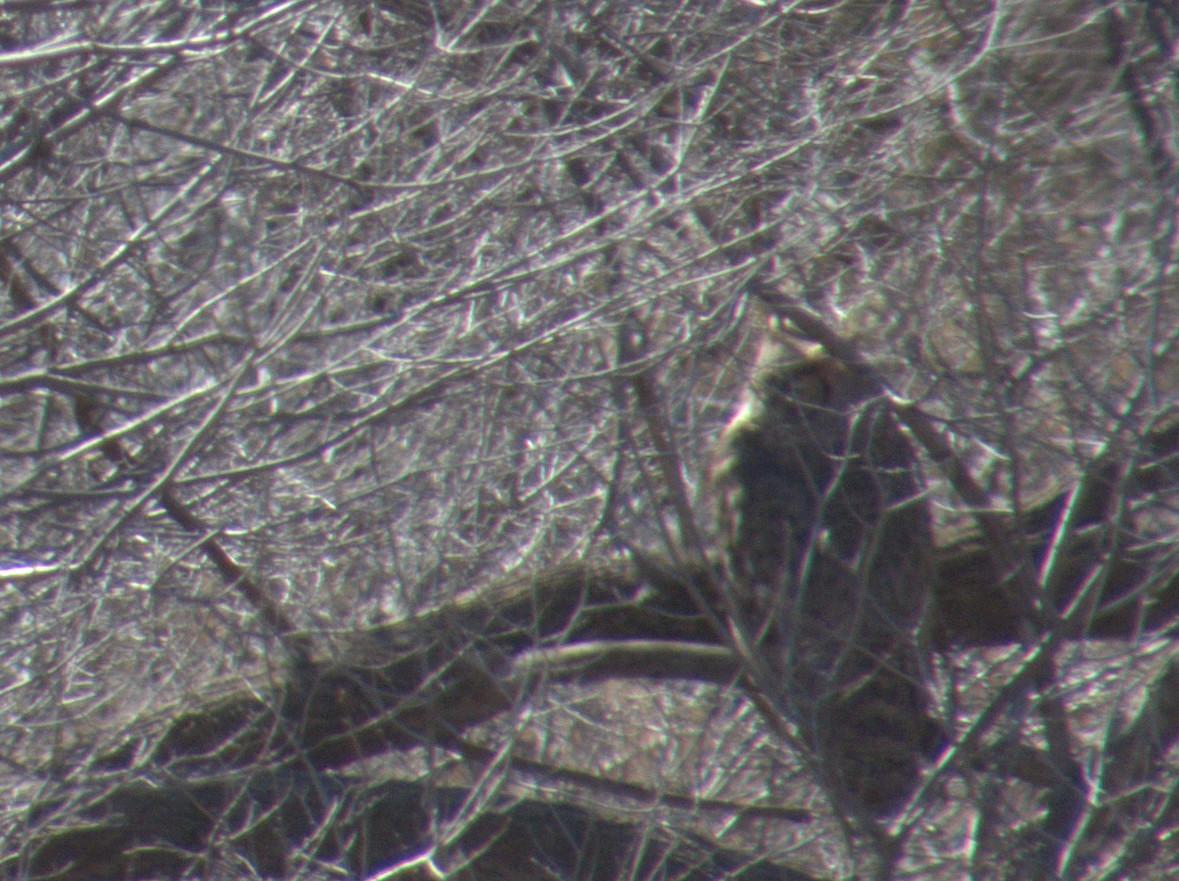 Great Horned Owl - ML612617198