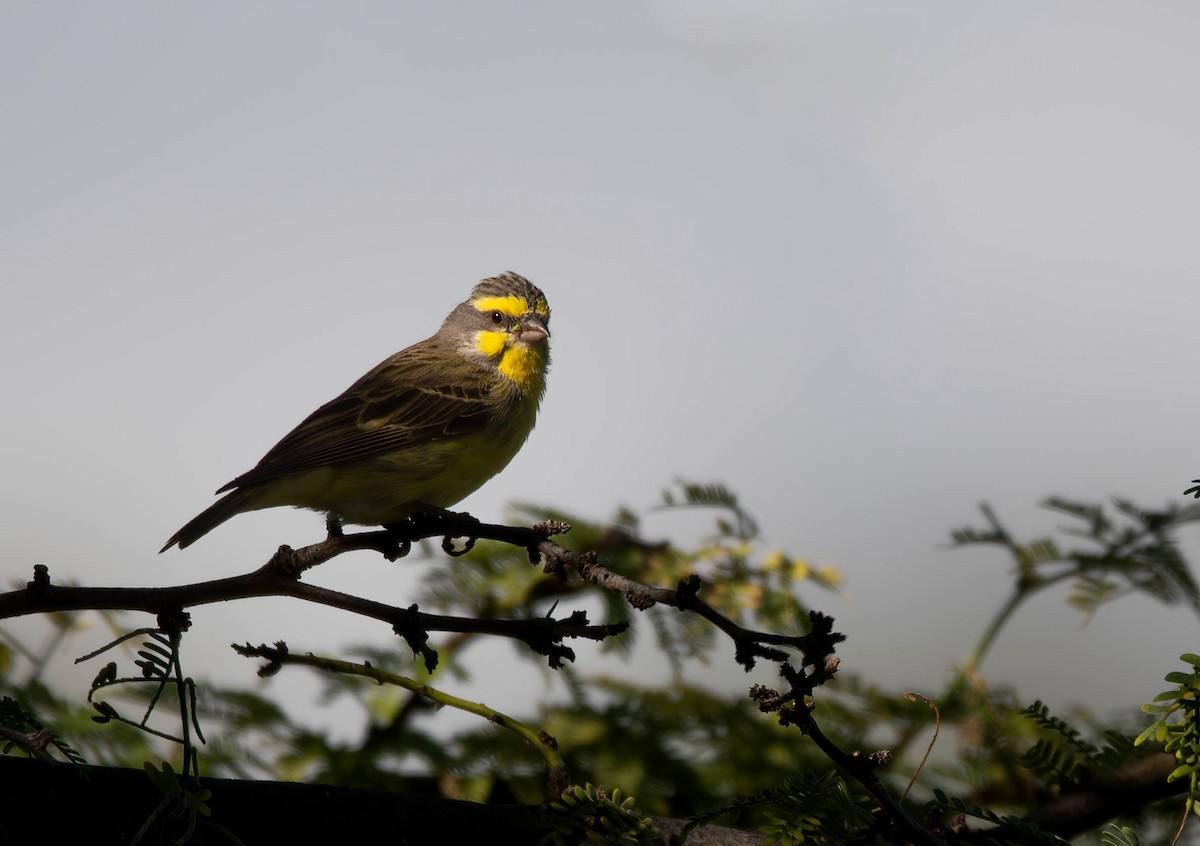 Yellow-fronted Canary - ML612617414