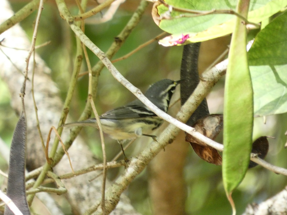 Yellow-throated Warbler - ML612618547