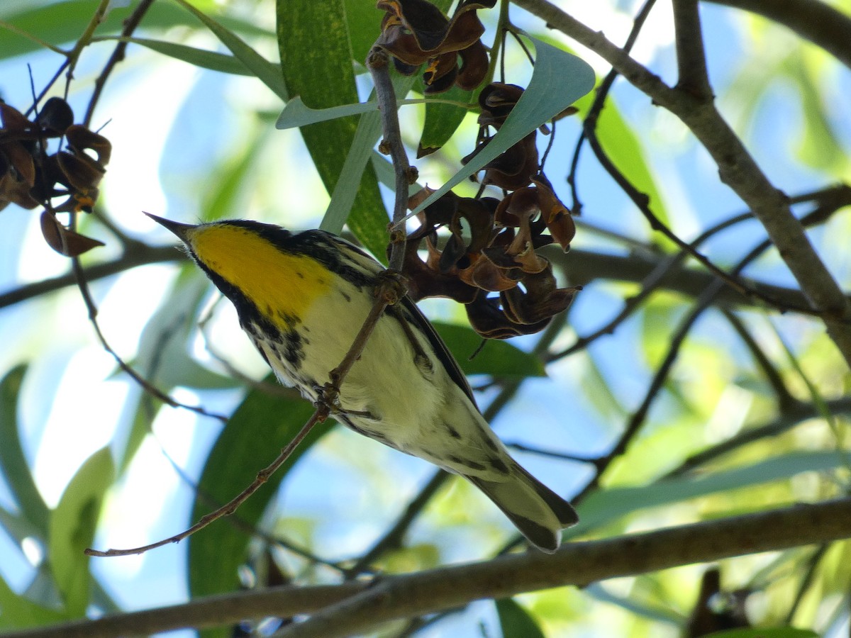 Yellow-throated Warbler - Sara Boscoe