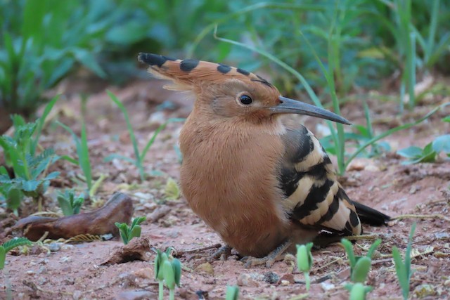 African Hoopoe, <em class="SciName notranslate">Upupa epops africana</em>, Adult Female, Frontal View. - Eurasian Hoopoe (African) - 