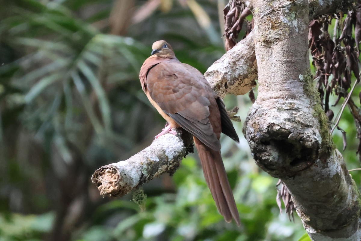 Brown Cuckoo-Dove - ML612619110