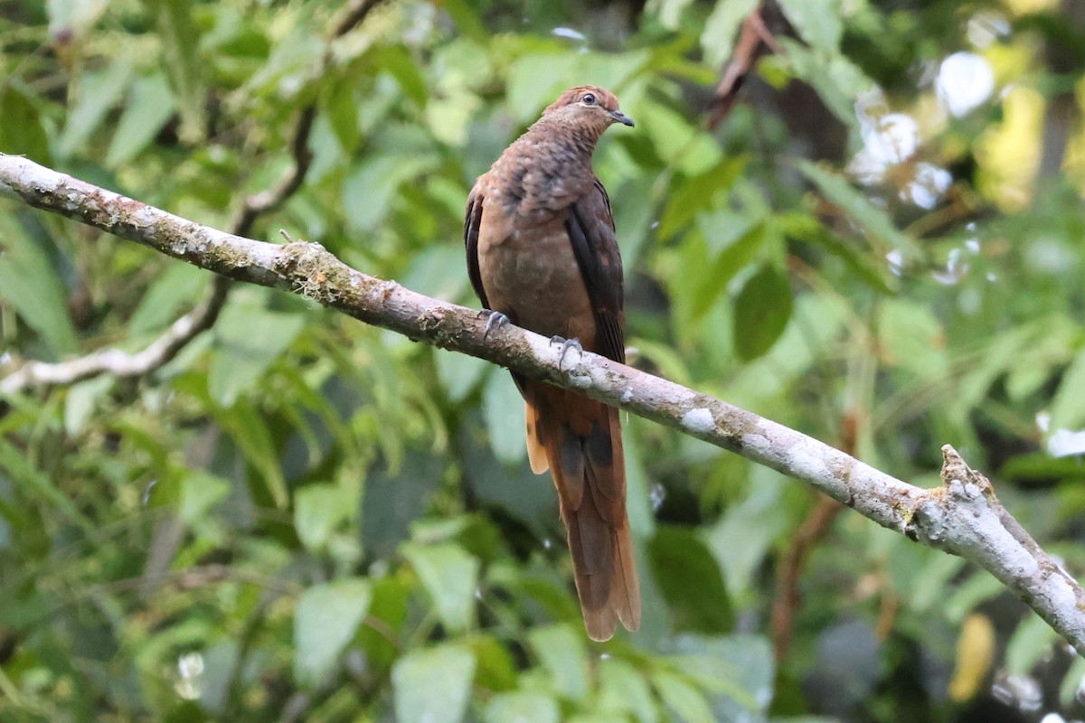 Brown Cuckoo-Dove - ML612619111
