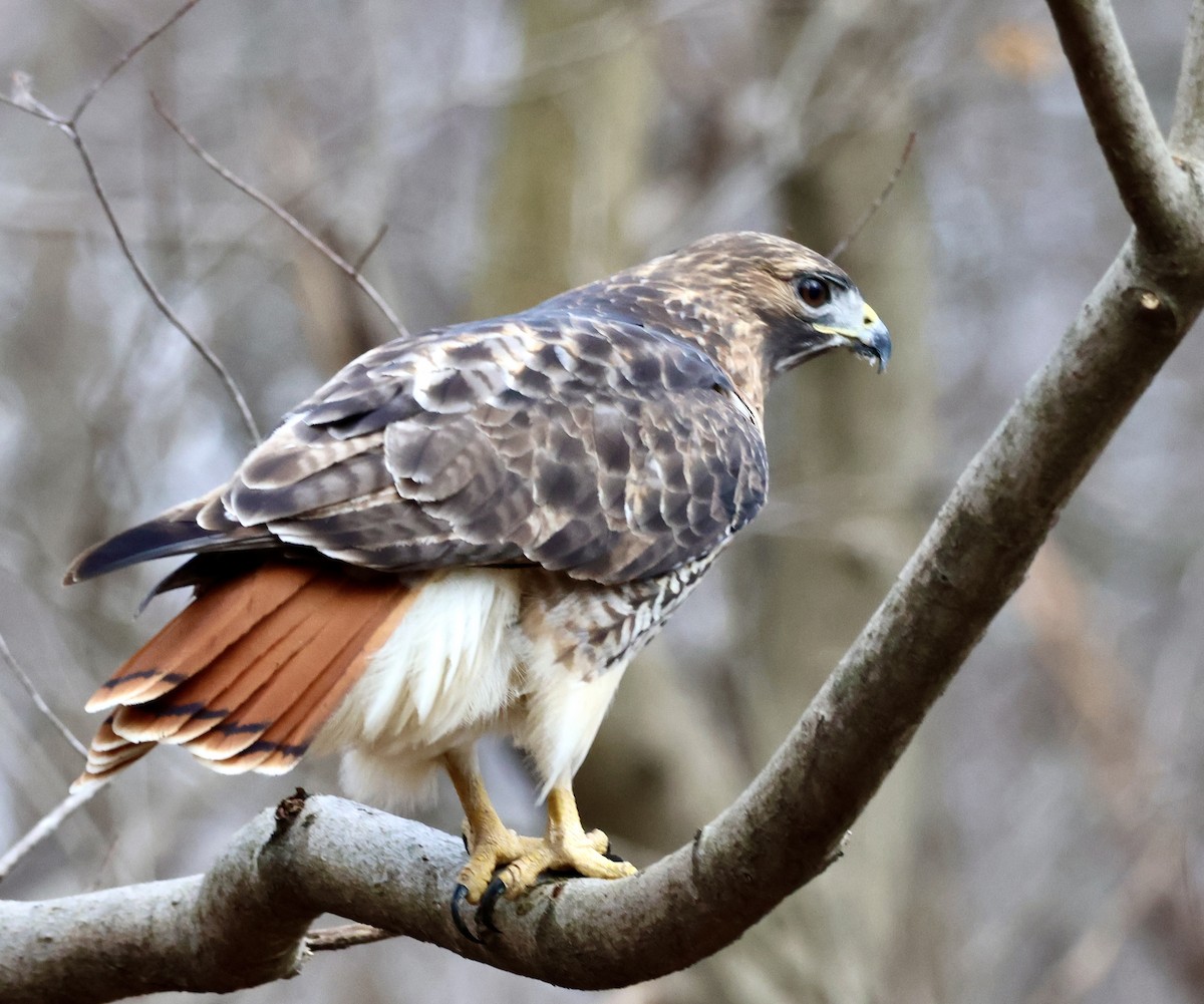 Red-tailed Hawk - ML612619181