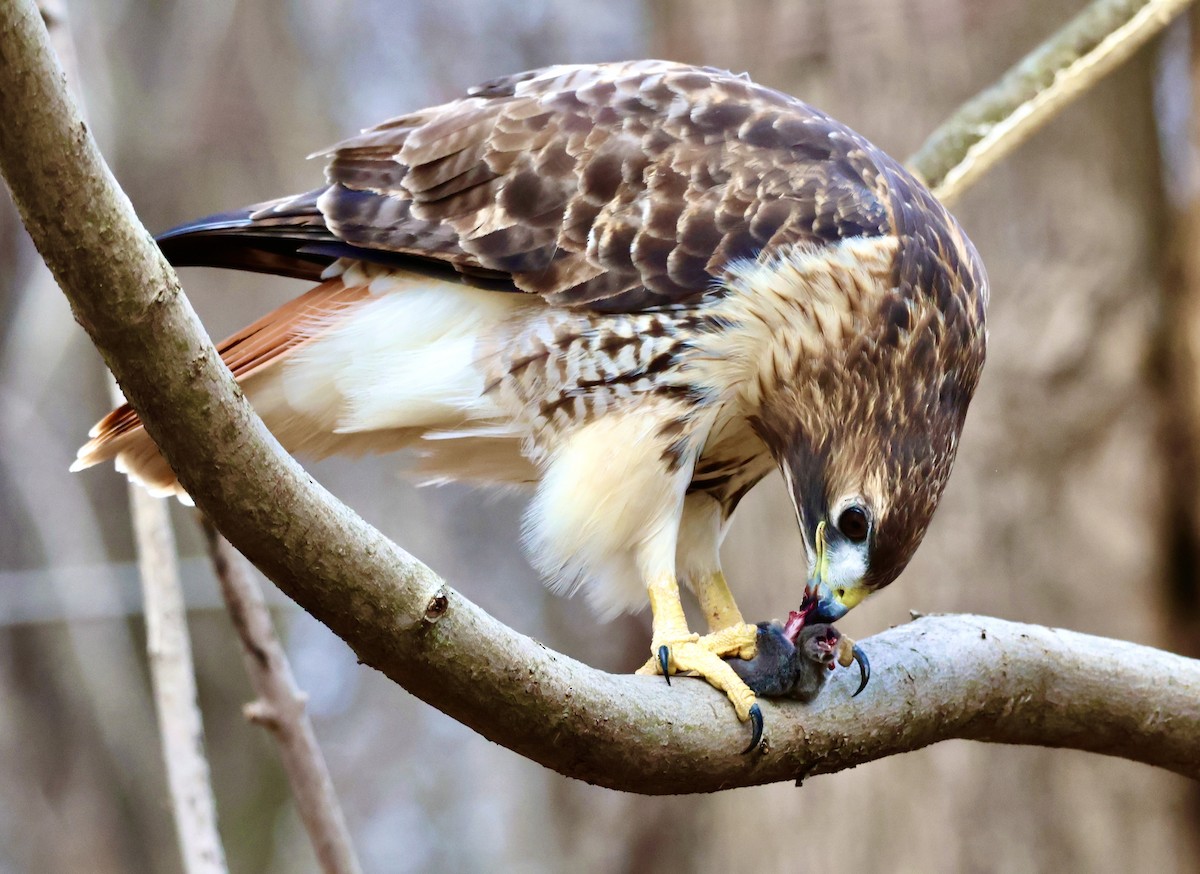 Red-tailed Hawk - ML612619199