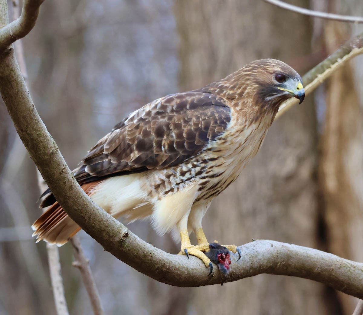 Red-tailed Hawk - ML612619206