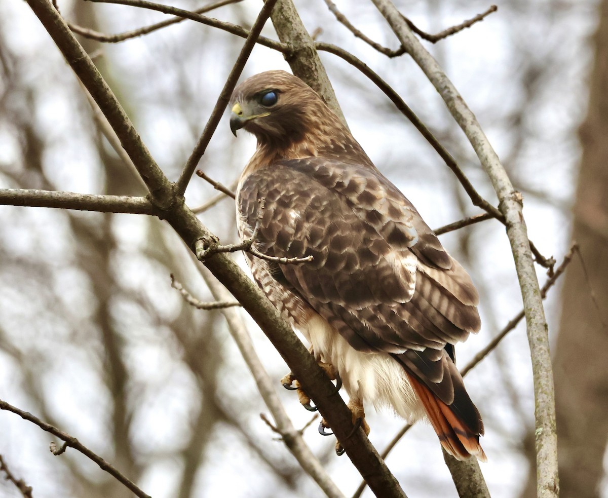 Red-tailed Hawk - ML612619213