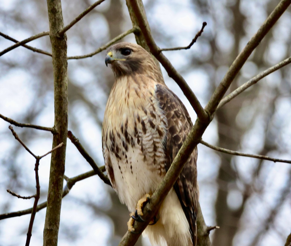 Red-tailed Hawk - ML612619218