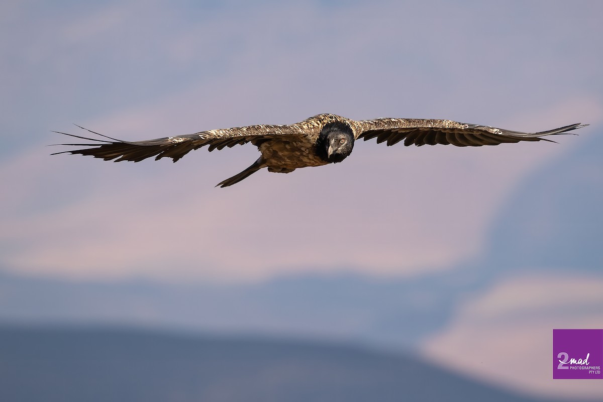 Bearded Vulture - ML612619330